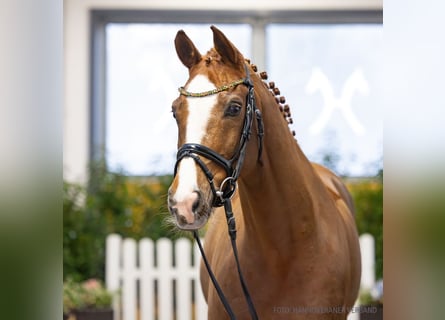 Sella Italiano, Ruin, 10 Jaar, 166 cm, Vos