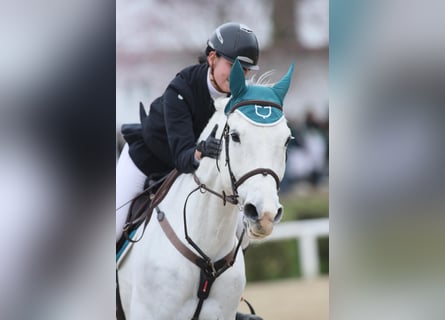 Sella Italiano, Ruin, 11 Jaar, 171 cm, Schimmel