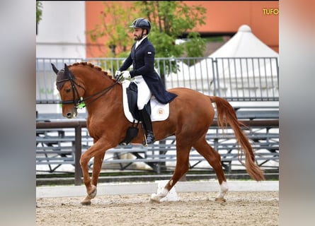 Sella Italiano, Semental, 16 años, 170 cm, Alazán