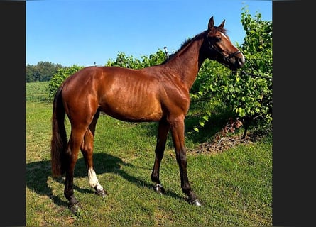 Sella Italiano, Stallion, 2 years, 15 hh, Brown