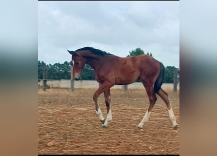 Sella Italiano, Stallion, Foal (02/2024), 11.2 hh, Brown