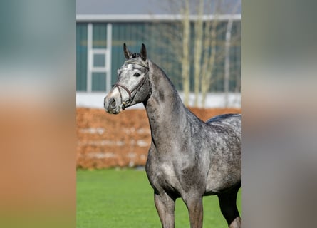 Sella Italiano, Stallion, 6 years, 16.3 hh, Gray