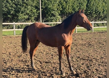 Sella Italiano, Stallone, 2 Anni, Baio