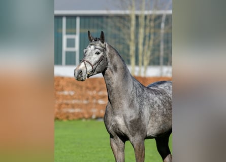 Sella Italiano, Stallone, 8 Anni, 172 cm, Grigio