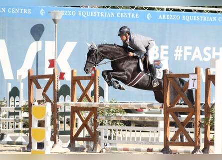 Sella Italiano, Yegua, 7 años, 165 cm, Castaño oscuro