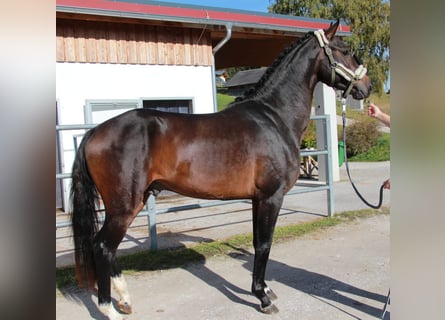 Selle autrichien, Étalon, 3 Ans, 168 cm, Bai