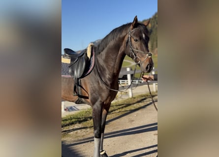 Selle autrichien, Étalon, 4 Ans, 167 cm, Bai brun