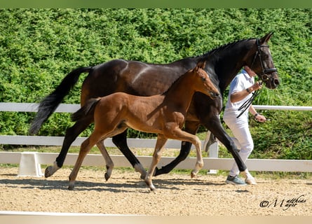 Selle autrichien, Étalon, Poulain (04/2025), 170 cm, Bai