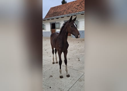 Selle autrichien, Étalon, Poulain (03/2025), 172 cm, Bai brun foncé