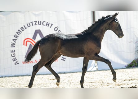 Selle autrichien, Étalon, Poulain (03/2026)