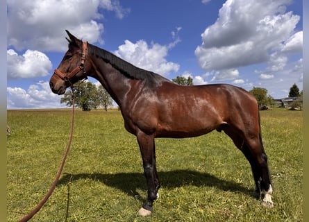 Selle autrichien, Hongre, 10 Ans, 172 cm, Bai brun