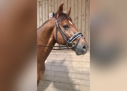 Selle autrichien, Hongre, 12 Ans, 170 cm, Bai clair