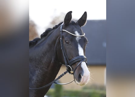 Selle autrichien, Hongre, 13 Ans, 164 cm, Bai brun foncé