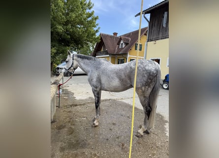 Selle autrichien, Hongre, 16 Ans, 174 cm, Gris