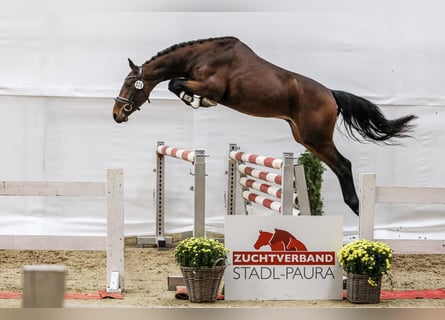 Selle autrichien, Hongre, 3 Ans, 160 cm, Bai