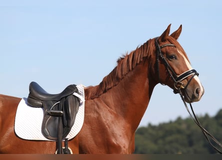 Selle autrichien, Hongre, 3 Ans, 173 cm, Alezan