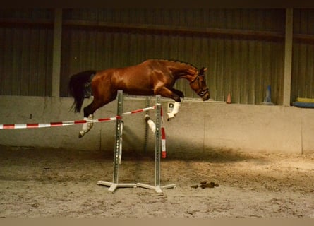 Selle autrichien, Hongre, 4 Ans, 154 cm, Bai