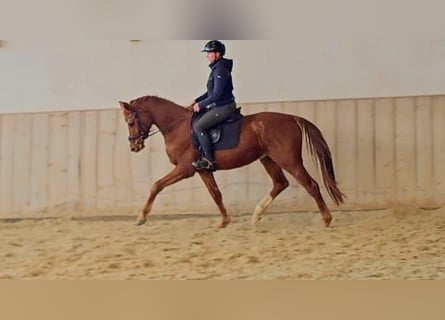 Selle autrichien, Hongre, 4 Ans, 158 cm, Alezan