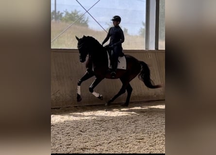 Selle autrichien, Hongre, 4 Ans, 169 cm, Noir