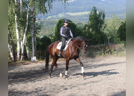 Selle autrichien, Hongre, 4 Ans, 171 cm, Noir