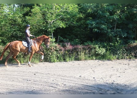 Selle autrichien, Hongre, 4 Ans, 177 cm, Alezan