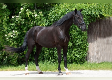 Selle autrichien, Hongre, 4 Ans, 182 cm, Noir