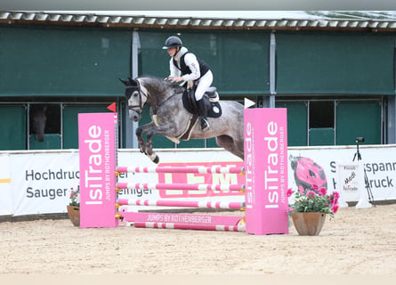 Selle autrichien, Hongre, 7 Ans, 165 cm, Gris pommelé