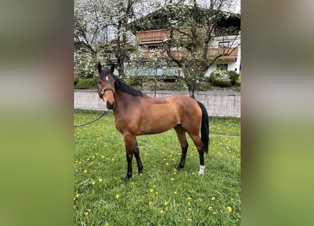 Selle autrichien, Hongre, 7 Ans, 170 cm, Bai