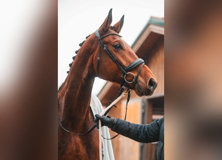 Selle autrichien, Hongre, 8 Ans, 172 cm, Bai