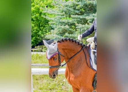 Selle autrichien, Jument, 10 Ans, 170 cm, Bai