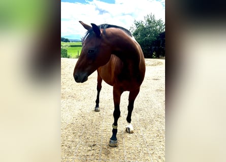 Selle autrichien, Jument, 11 Ans, 160 cm, Bai