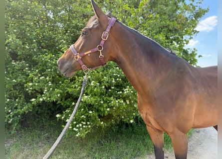 Selle autrichien, Jument, 11 Ans, 165 cm, Bai