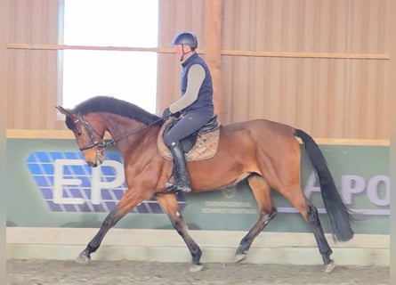 Selle autrichien, Jument, 11 Ans, 172 cm, Bai