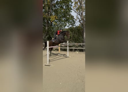 Selle autrichien, Jument, 18 Ans