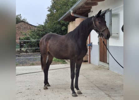 Selle autrichien, Jument, 1 Année