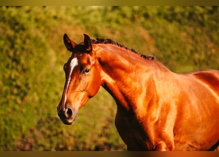 Selle autrichien, Jument, 2 Ans, Alezan
