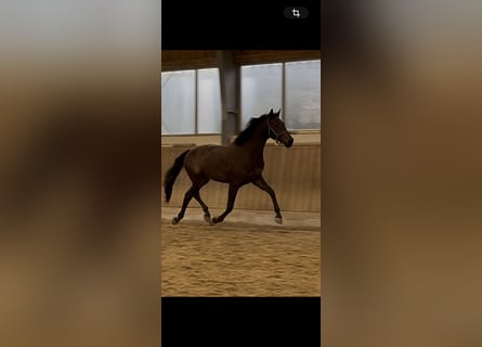 Selle autrichien, Jument, 3 Ans, 167 cm, Bai