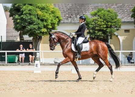 Selle autrichien, Jument, 5 Ans, 167 cm, Bai