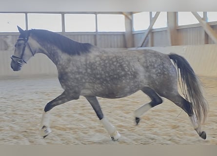 Selle autrichien, Jument, 5 Ans, 167 cm, Gris