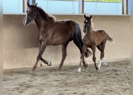 Selle autrichien, Jument, 6 Ans, 166 cm, Alezan