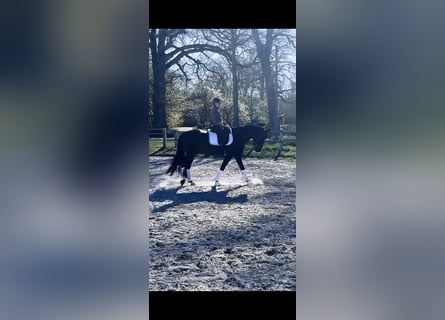 Selle autrichien, Jument, 6 Ans, 167 cm, Bai brun