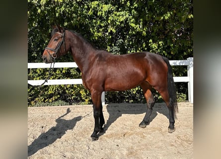 Selle autrichien, Jument, 6 Ans, 169 cm, Bai