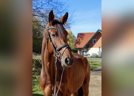 Selle autrichien, Jument, 6 Ans, 169 cm, Bai