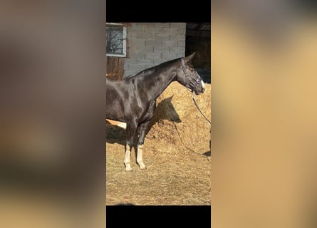 Selle autrichien, Jument, 6 Ans, 170 cm, Noir