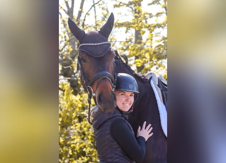 Selle autrichien, Jument, 7 Ans, 172 cm, Bai brun
