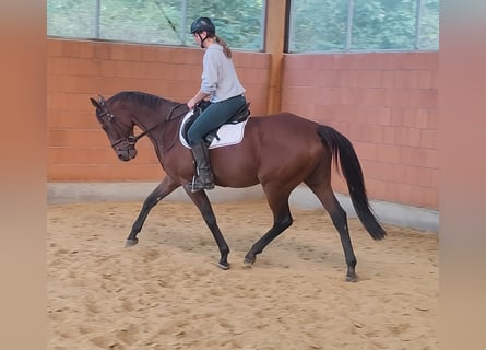 Selle Français, Castrone, 10 Anni, 168 cm, Baio