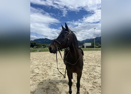 Selle Français, Castrone, 10 Anni, 168 cm, Baio scuro