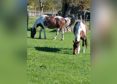 Selle Français, Castrone, 11 Anni, 158 cm, Tobiano-tutti i colori