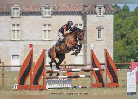 Selle Français, Castrone, 11 Anni, 163 cm, Baio nero