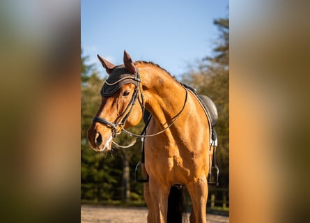 Selle Français, Castrone, 11 Anni, 175 cm